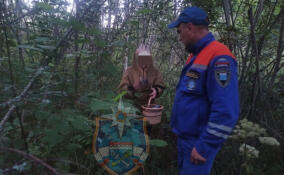 В лесу под Тихвином нашли заблудившуюся женщину