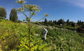 Субсидии на борьбу с борщевиком в Ленобласти удвоят в 2026 году