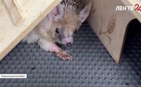 В Ломоносовском районе приютили 26 ежей