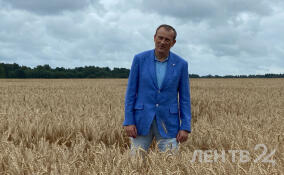 Губернатор Ленобласти посетил поля племенного завода «Рапти»