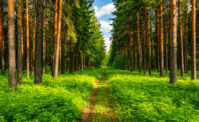 Прокуратура вернула государству 1,4 га лесных земель в Приозерском районе