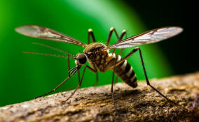 В Боткинской больнице рассказали о рисках заражения лихорадкой чикунгунья