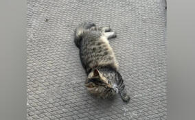 Из горящего дома во Всеволожском районе спасли кошку