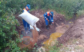 В канаву у садоводства под Всеволожском кто-то вылил нефтепродукты