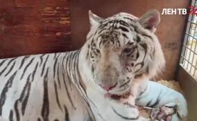 Братья Запашные отправили на заслуженный отдых одного из своих старейших тигров