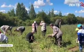 Участники проекта «Простые вещи» приехали на органическую ферму «Веси» на сбор урожая лука