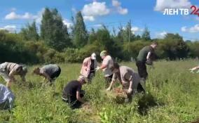 На органическую ферму «Веси» прибыл десант помощников