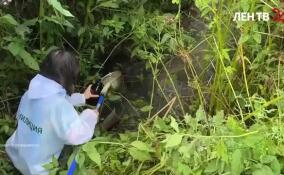 Госэконадзор проверит качество воды в ручье Дранишник во Всеволожском районе