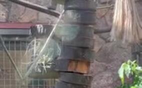 Самка белорукого гиббона Афина отпраздновала мини-юбилей