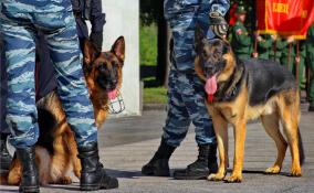 В Ленобласти с начала года потерялся 301 человек