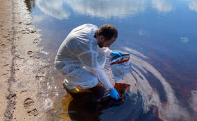 Специалисты объяснили, почему в реке Луга погибла рыба