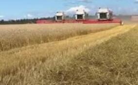 В Ленобласти отметили хороший урожай пшеницы