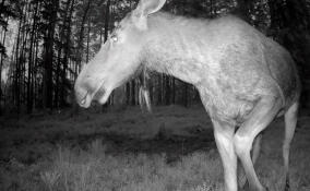 В пригороде Петербурга лосиха на камеру продемонстрировала раздвоенную бороду