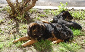 В понедельник во Всеволожском районе будут отлавливать бродячих собак