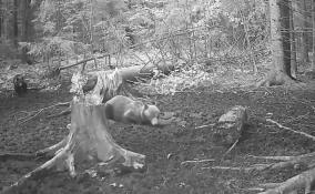 Александр Дрозденко поделился кадрами с многодетным косолапым семейством