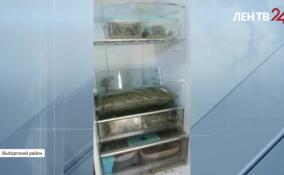 В поселке Боровое полицейские обнаружили производство синтетических и растительных наркотиков