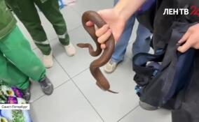 В Петербурге изъяли змей у коммерсантов