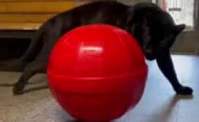 В Ленинградском зоопарке ягуару Ричарду подарили новую игрушку в честь дня рождения