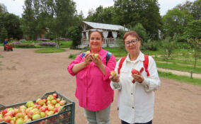 В парке Монрепо посетителей угостили сладкими яблоками из местного сада