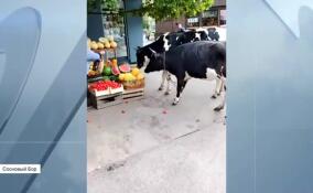 Дуэт буренок устроил переполох в Сосновом Бору