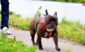 Как и где оставить питомца на время отпуска