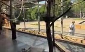 Ленивцы, пака и дурукули в Ленинградском зоопарке обживают новый вольер