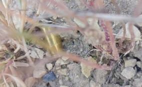 Полицейские задержали стрелка-вымогателя денег у жителя Войсковиц