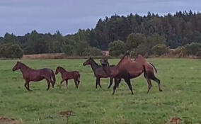 В Ленобласти заметили верблюда, который пасся среди табуна лошадей