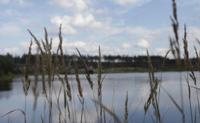 В деревне Мяглово открыли экотропу «Звуки леса»