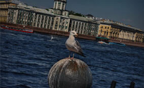 Турпоток в Петербург вырос на 13,5% в первом полугодии 2025 года