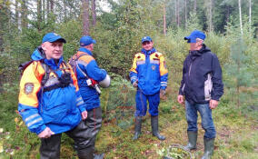 Спасатели вывели из леса в Кировском районе заблудившегося мужчину