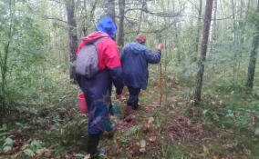 Женщина заплутала в лесу у поселка Рябово