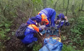 В лесах Ленобласти за неделю спасли 14 человек