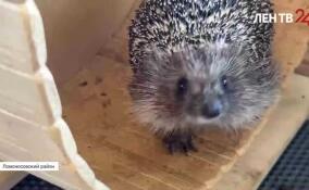 В Аннино волонтеры приютили ежей