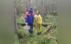 Женщина заблудилась в лесу у поселка Лисино-Корпус