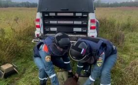 В лесу во Всеволожском районе нашли авиабомбу времен войны