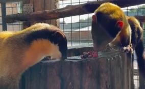 Ленинградский зоопарк рассказал о любимом меню харз Сильвера и Катрины