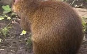 В Ленинградском зоопарке агути Оливер подружился с воробьем