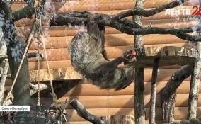 Съемочной группе ЛенТВ24 удалось запечатлеть момент кормления ленивцев в Ленинградском зоопарке