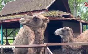 Как провели лето подопечные «Приюта Белоснежки»