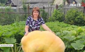 Огородница из Сясьстроя вырастила гигантскую морковь в 160 сантиметров