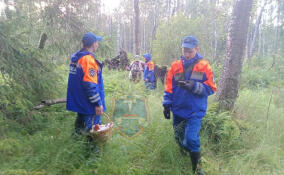 Спасатели вывели из леса в Келколово-3 заплуташую пожилую женщину