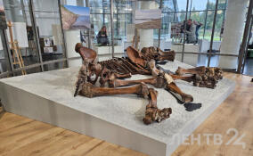 В Ленобласти реставраторы восстановили скелет ямальского мамонта Тадибе