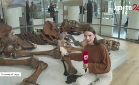 В Международном центре реставрации в Рождествено покажут мамонта