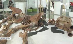 Мамонта Тадибе впервые представили широкой публике в Международном центре реставрации в Рождествено