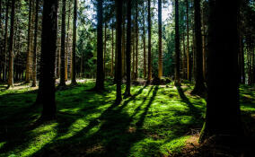 Спасатели вывели из леса мужчину, заблудившегося в районе деревни Дусьево