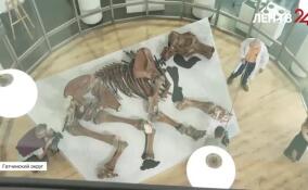 В Международном центре реставрации представили широкой публике мамонта Тадибе