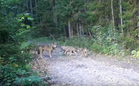 Сотрудники Нижне-Свирского заповедника запечатлели семью волков