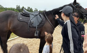 Семьи ветеранов СВО побывали на сеансе иппотерапии в Горбунках