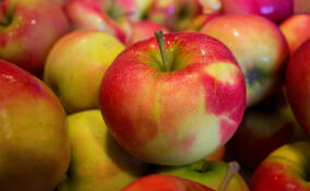 Правительство Ленинградской области поздравило жителей региона с Днем садовода